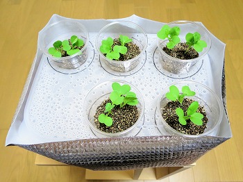 f:id:haruirosoleil:20180702211413j:plain f:id:haruirosoleil:20180702211413j:plain