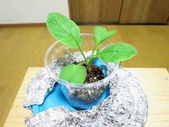 f:id:haruirosoleil:20180707055638j:plain f:id:haruirosoleil:20180707055638j:plain