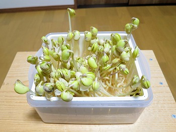 f:id:haruirosoleil:20190224170610j:plain f:id:haruirosoleil:20190224170610j:plain