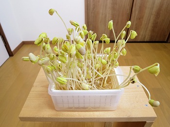 f:id:haruirosoleil:20190224172252j:plain f:id:haruirosoleil:20190224172252j:plain