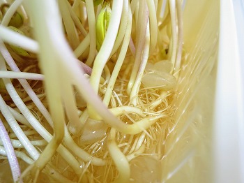 f:id:haruirosoleil:20190224172307j:plain f:id:haruirosoleil:20190224172307j:plain