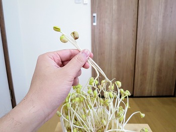 f:id:haruirosoleil:20190224172341j:plain f:id:haruirosoleil:20190224172341j:plain
