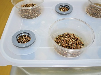 f:id:haruirosoleil:20190310205252j:plain
