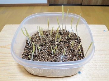 f:id:haruirosoleil:20190326050935j:plain f:id:haruirosoleil:20190326050935j:plain