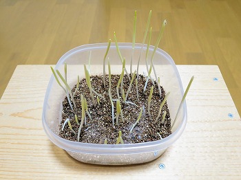 f:id:haruirosoleil:20190326051359j:plain f:id:haruirosoleil:20190326051359j:plain