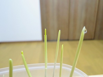 f:id:haruirosoleil:20190326051406j:plain f:id:haruirosoleil:20190326051406j:plain
