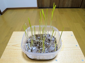 f:id:haruirosoleil:20190328052210j:plain f:id:haruirosoleil:20190328052210j:plain