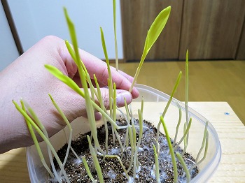 f:id:haruirosoleil:20190328200947j:plain f:id:haruirosoleil:20190328200947j:plain