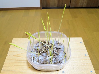 f:id:haruirosoleil:20190328213057j:plain f:id:haruirosoleil:20190328213057j:plain