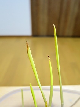 f:id:haruirosoleil:20190328213131j:plain f:id:haruirosoleil:20190328213131j:plain