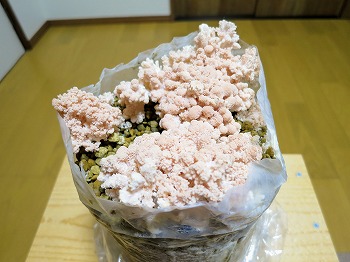 f:id:haruirosoleil:20190328213900j:plain f:id:haruirosoleil:20190328213900j:plain