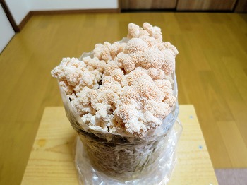 f:id:haruirosoleil:20190331171203j:plain f:id:haruirosoleil:20190331171203j:plain