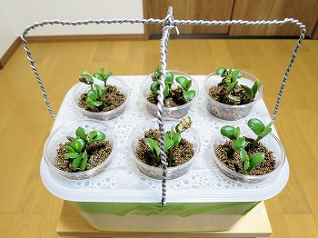 f:id:haruirosoleil:20190403212338j:plain f:id:haruirosoleil:20190403212338j:plain