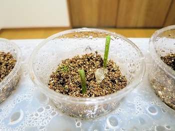 f:id:haruirosoleil:20190408213352j:plain f:id:haruirosoleil:20190408213352j:plain