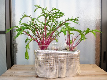 f:id:haruirosoleil:20190503201341j:plain f:id:haruirosoleil:20190503201341j:plain