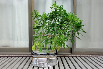 f:id:haruirosoleil:20200720051822j:plain f:id:haruirosoleil:20200720051822j:plain