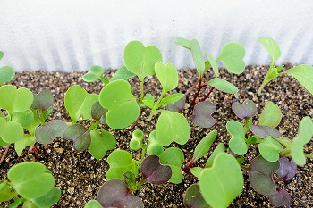 f:id:haruirosoleil:20201108072556j:plain f:id:haruirosoleil:20201108072556j:plain