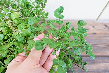 f:id:haruirosoleil:20201109204858j:plain