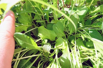 f:id:haruirosoleil:20201123205857j:plain