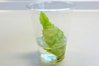 f:id:haruirosoleil:20201128204020j:plain