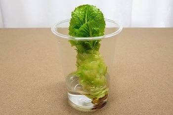 f:id:haruirosoleil:20201205202659j:plain