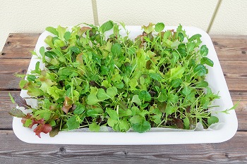 f:id:haruirosoleil:20201205204927j:plain