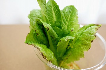 f:id:haruirosoleil:20201219212256j:plain