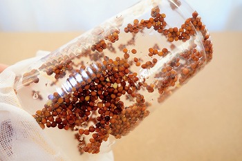 f:id:haruirosoleil:20201220080137j:plain