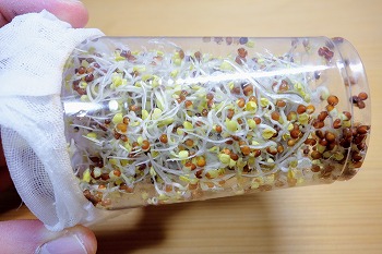 f:id:haruirosoleil:20201224051730j:plain