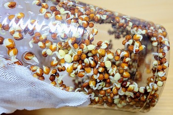 f:id:haruirosoleil:20201224052009j:plain