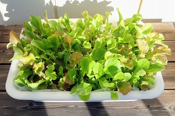 f:id:haruirosoleil:20201226090954j:plain