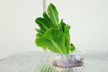 f:id:haruirosoleil:20201226203225j:plain