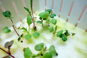 f:id:haruirosoleil:20210116171854j:plain