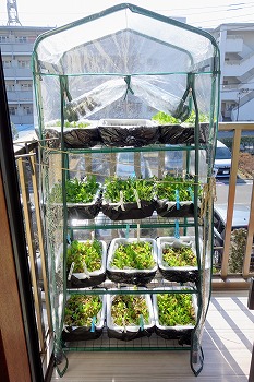 f:id:haruirosoleil:20210213201133j:plain