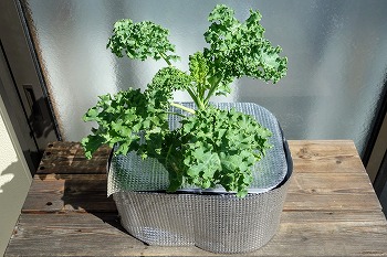 f:id:haruirosoleil:20210822152147j:plain