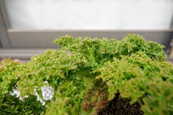 f:id:haruirosoleil:20220220112159j:plain